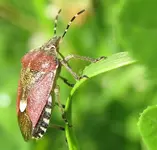 beerenwanze.webp