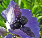 holzbiene.webp