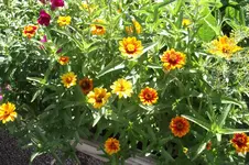 Garten 064.webp