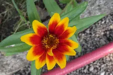 Garten 072.webp