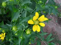 gelbe Blume.webp