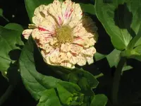 35004.webp