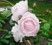 34987.webp