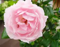SDC10044.webp