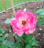 SDC10045.webp