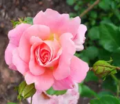 SDC10046.webp