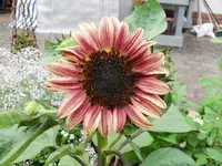 Double Dandy.webp