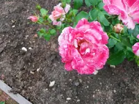 SDC10042.webp