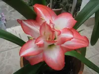 Amaryllis.webp