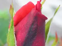 020609 028.webp