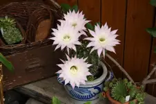 Kakteenblüten (3).webp