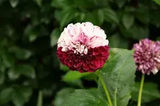 Dahlie zweigeteilt.webp
