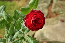 Astrid Gräfin von Hardenburg.webp