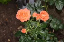Betty Harkness.webp