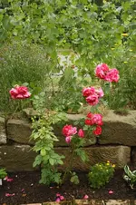 Henry Matties.webp