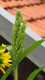 043.webp