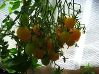 k-IMG_0566.webp