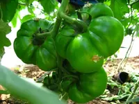k-IMG_0568.webp