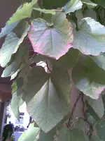 Bild157.webp