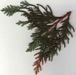Thuja.webp