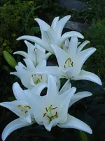 lilien.webp