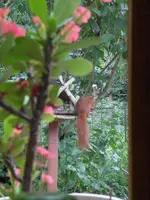 SDC11788.webp