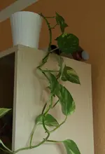 P7231433.webp