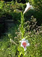 SDC11865.webp