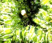DSC00134- 2010-07-22  - wilde möhre als zuhause für eine mini-spinne.webp