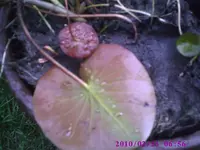 Seerose3.webp