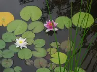 23.07.2010 001.webp