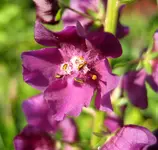 verbascum.webp