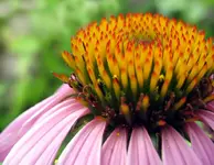 echinacea.webp