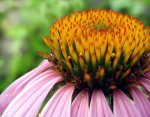 echinacea.jpg