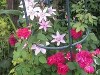 003.webp