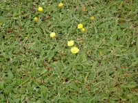 Unkraut 2010 003.webp