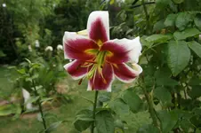 DSC03558.webp