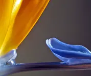 strelitzie Blüte.webp