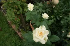 DSC03556.webp