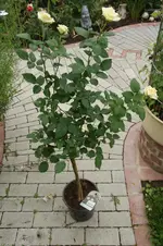 DSC03557.webp
