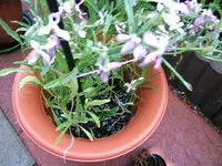 DSCF3806.webp