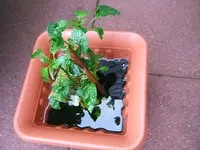 DSCF3804.webp