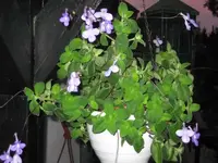 IMG_4227.webp