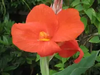rote canna.webp