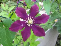 Lila Clemaits.webp