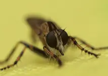 Barbarossafliege Kopf.webp