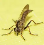 Barbarossa Fliegenmännchen.webp