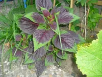 CIMG0265.webp CIMG0265.webp