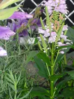 CIMG0267.webp CIMG0267.webp