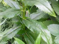 CIMG0269.webp CIMG0269.webp